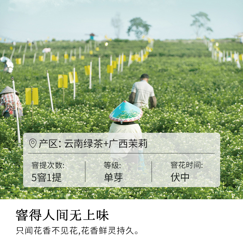 茶道吉日茉莉花茶莫离香茶叶茉莉花香伴手礼40g罐装茶叶冷泡茶 - 图2