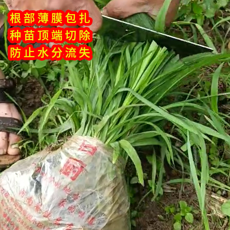 无毛甜象草皇竹草巨菌草红象草幼苗种苗高产耐寒四季多年生牧草王-图1