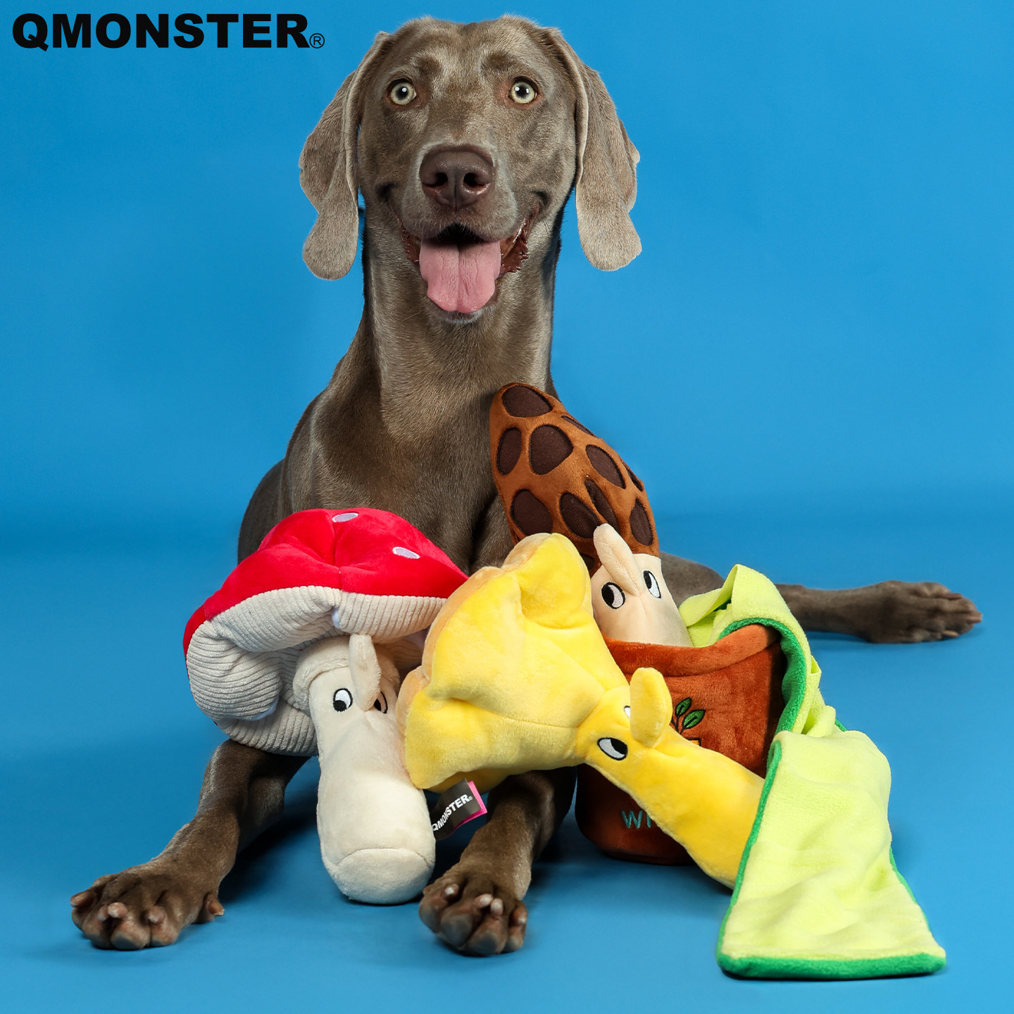 QMONSTER�������С�����Ų�ʳ��ߵ��Ģ����ֽ���������ʳ����44.1Ԫ