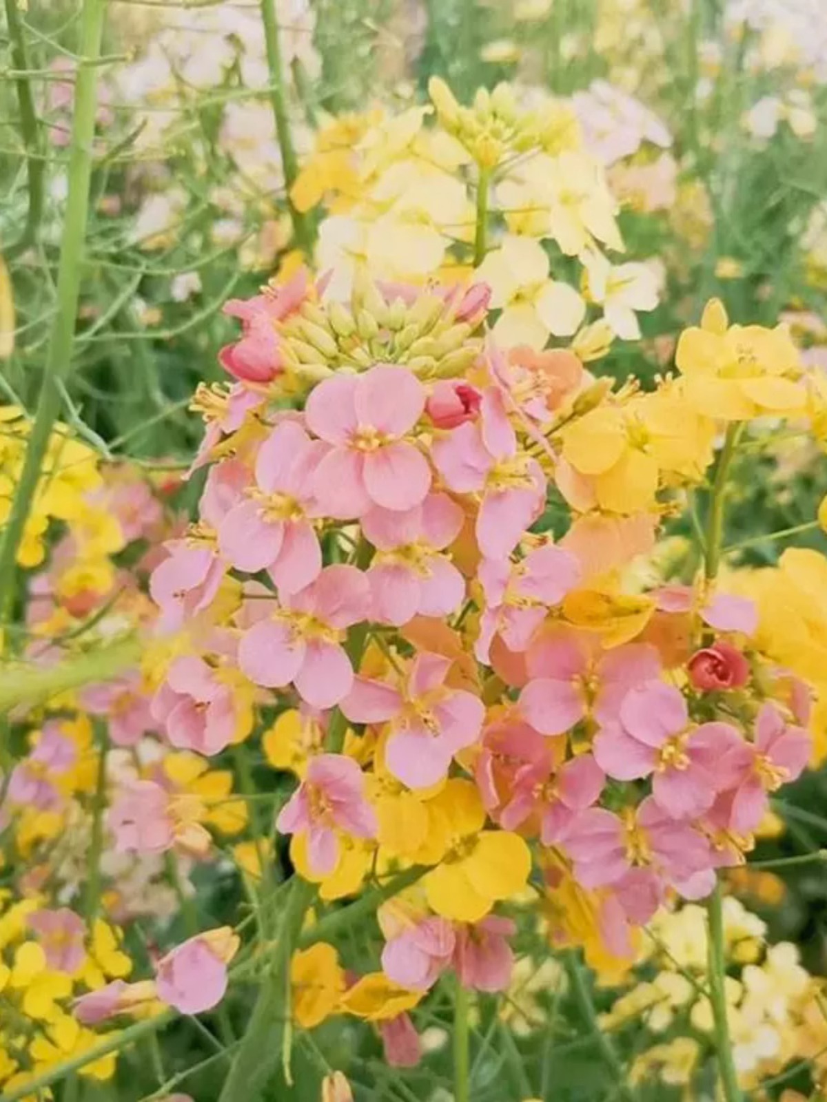 观赏彩色油菜花优质油菜花种子五彩油菜籽种子高产榨油春秋播花卉 - 图0