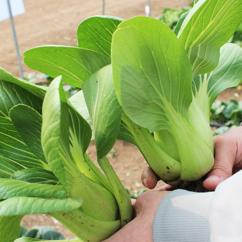 正宗上海青种子小青菜四季油菜籽种蔬菜种籽孑南方菜籽苏州青 - 图0