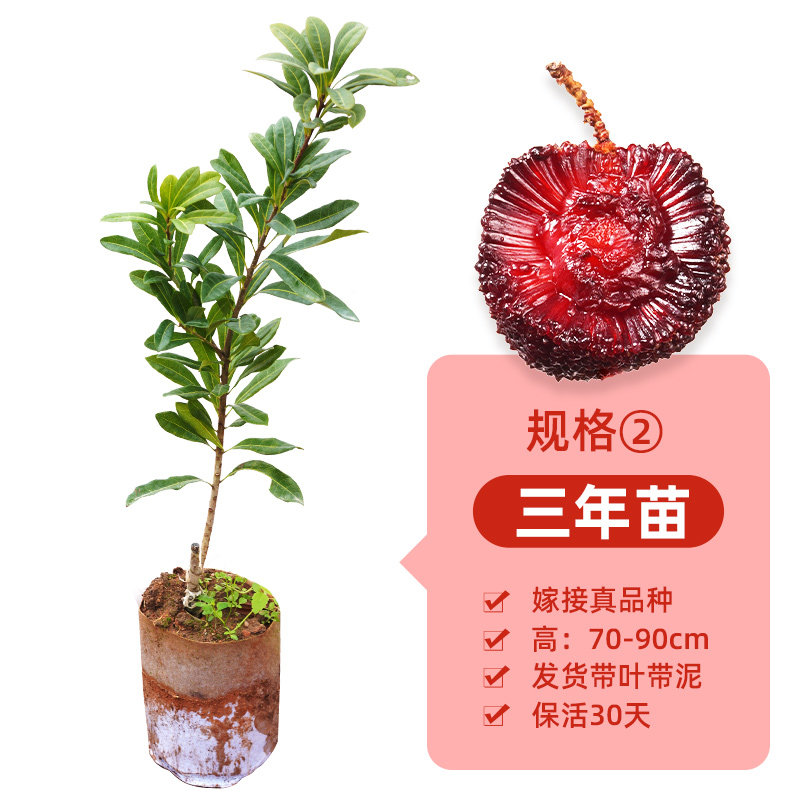 东魁杨梅树苗大果杨梅嫁接正宗品种六月6月广西带叶包邮