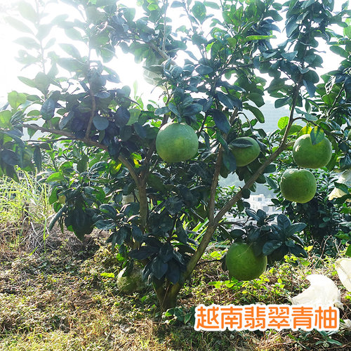 越南青柚树苗红肉柚子嫁接正宗品种红心清甜结果快带叶广西 - 图0