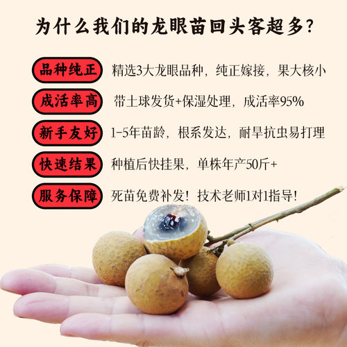 龙眼苗树苗桂圆广西果苗石硖储良四季常绿带叶正宗嫁接包邮 - 图1