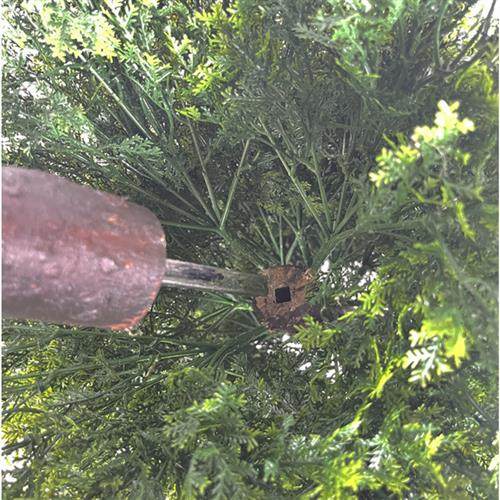 北欧仿真柏树酒店家居装饰景观盆栽小树假松柏树圣诞树装饰仿真树,淘宝优惠券,粉丝福利购,淘宝优惠卷