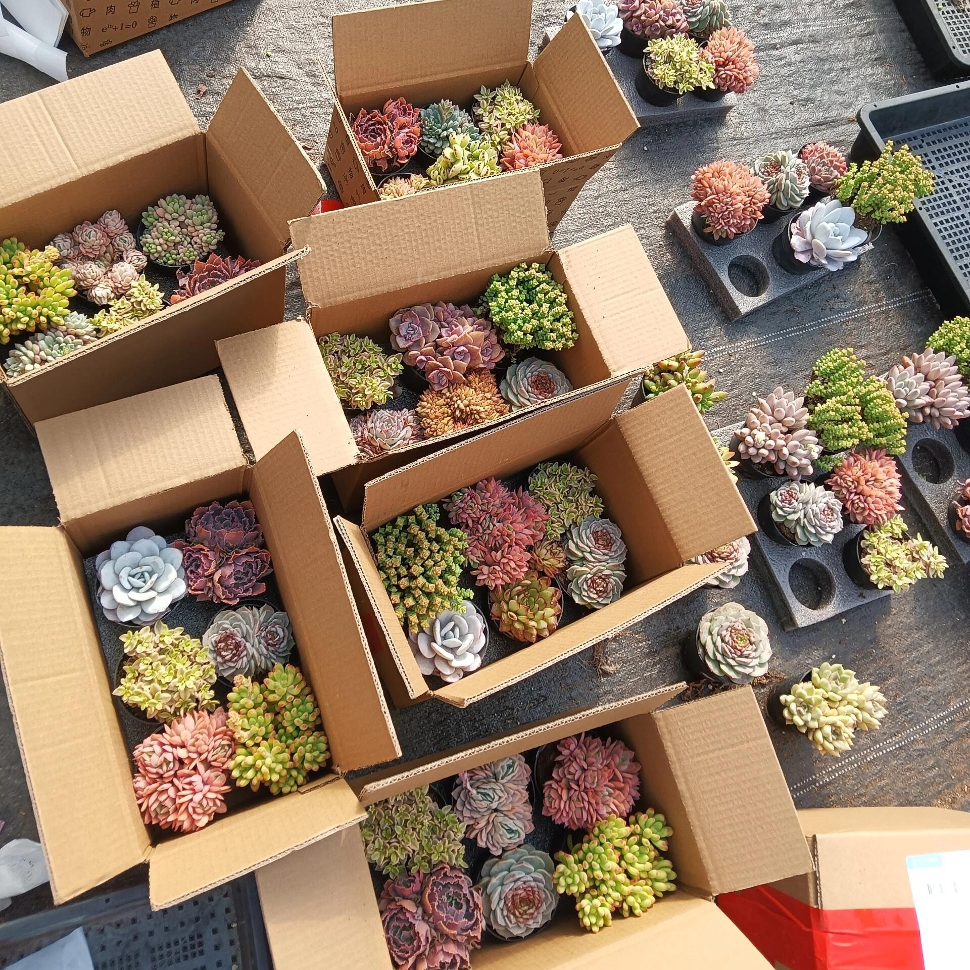 老桩【养不死】多头巧克力多肉植物室内绿植盆栽室内阳台耐寒耐热,淘宝优惠券,粉丝福利购,淘宝优惠卷