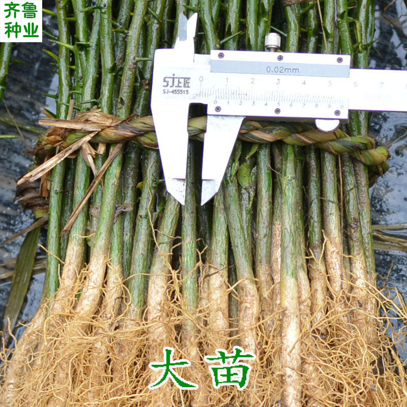 大量山东枸橘苗枳壳苗嫁接砧木柑橘带刺植物防盗铁篱笆护院现起苗,淘宝优惠券,粉丝福利购,淘宝优惠卷