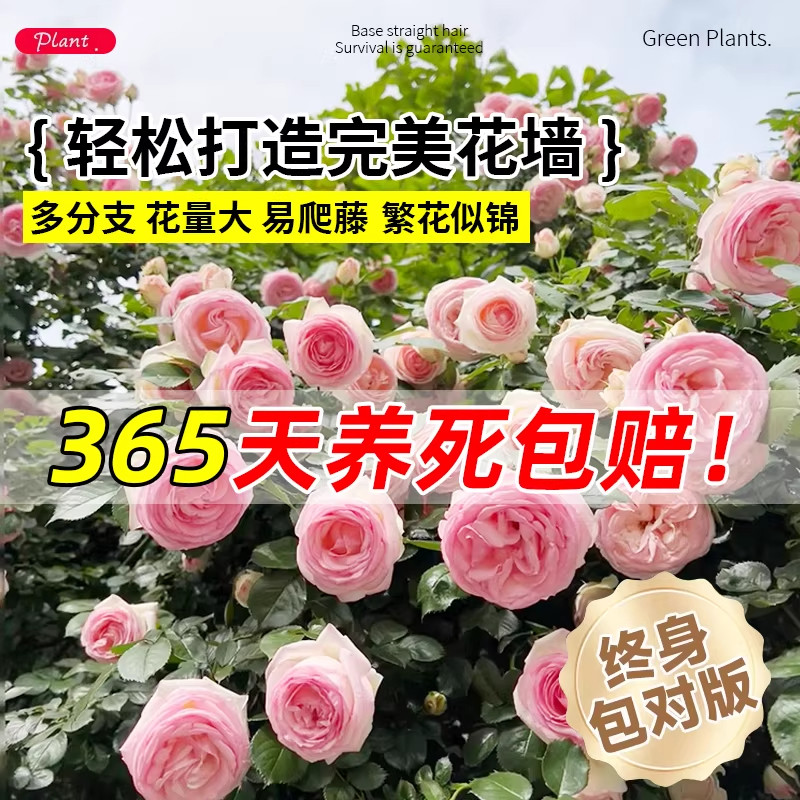 蔷薇花苗藤本月季特大花四季耐寒庭院爬藤植物阳台盆栽玫瑰好养,淘宝优惠券,粉丝福利购,淘宝优惠卷