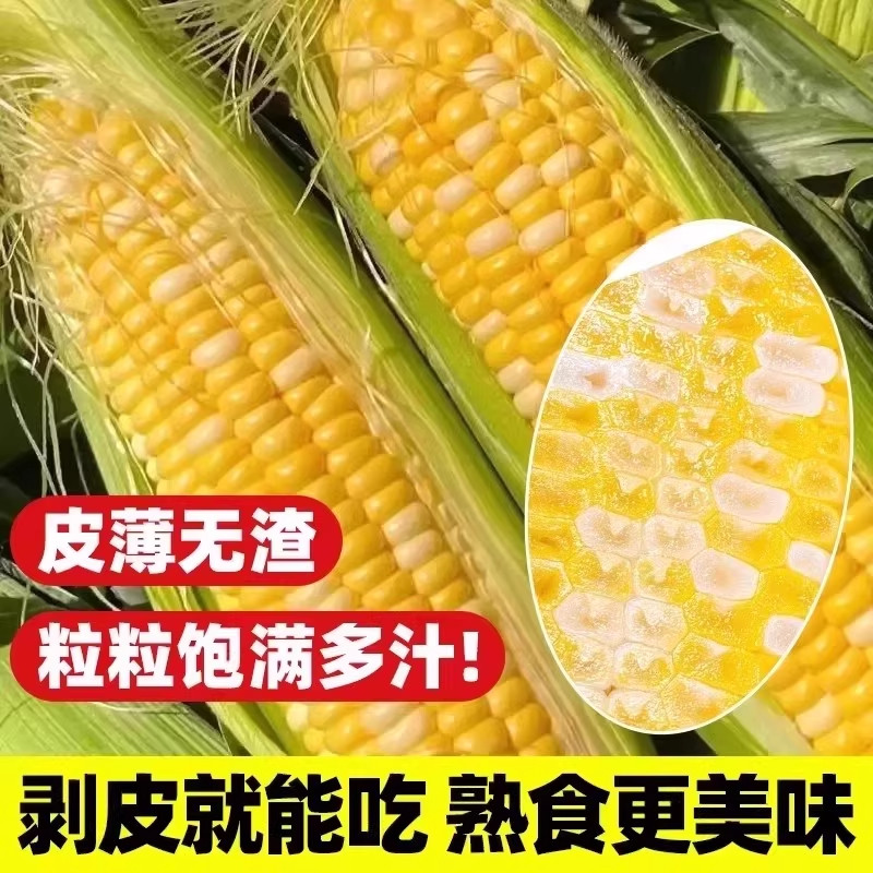 可生吃水果玉米种子超甜超大棒玉米大田高产早熟春秋四季甜玉米籽,淘宝优惠券,粉丝福利购,淘宝优惠卷
