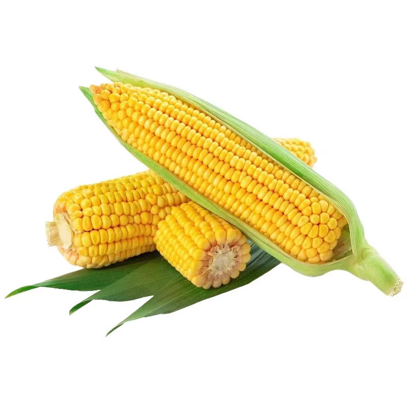可生吃水果玉米种子超甜超大棒玉米大田高产早熟春秋四季甜玉米籽,淘宝优惠券,粉丝福利购,淘宝优惠卷