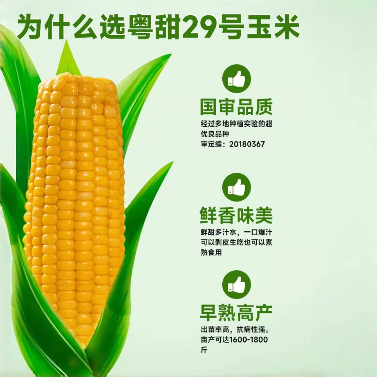 粤甜29号玉米种籽超甜高产水果玉米种子脆甜糯糯米春季杂交种孑,淘宝优惠券,粉丝福利购,淘宝优惠卷