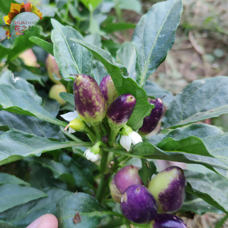 五彩朝天椒种苗 超辣彩椒 四季辣椒庭院阳台播种盆栽蔬果蔬菜种子 - 图1