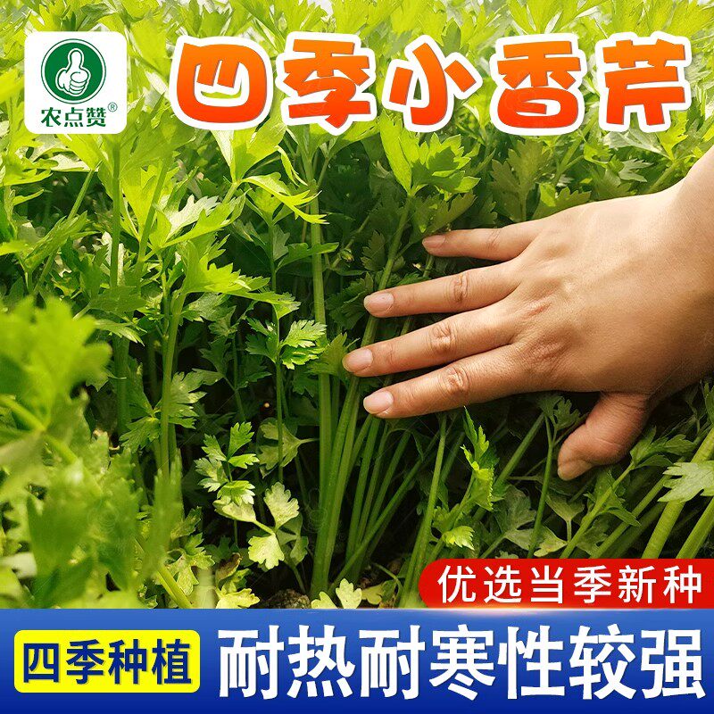 四季白芹菜种籽四川白杆白梗芹菜种孑本地实心小香芹菜籽种蔬菜子