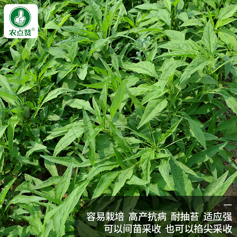 青柳叶苋菜种籽小叶绿汗菜白汉菜现菜种孑红苋菜种子蔬菜籽种大全 - 图0