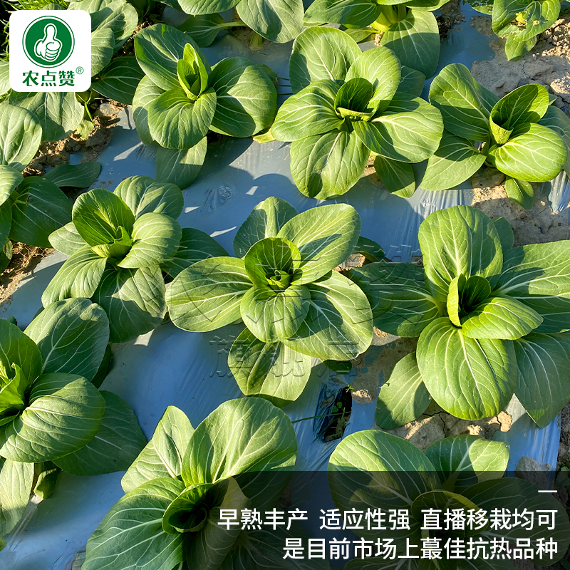 夏耐热小青菜种子夏抗808青梗菜种籽矮脚油菜大田可种植蔬菜种孑-图1