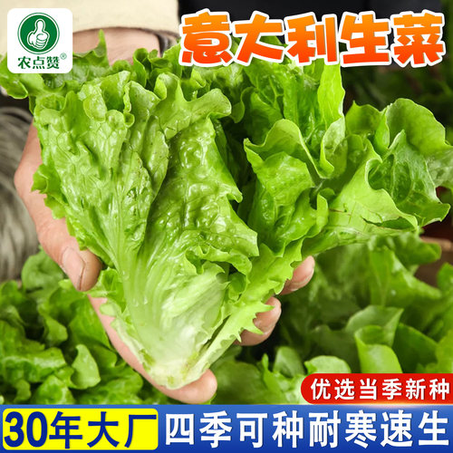 四季生菜种子大全意大利罗马生菜籽种结球玻璃奶油孔雀沙拉菜种籽 - 图2