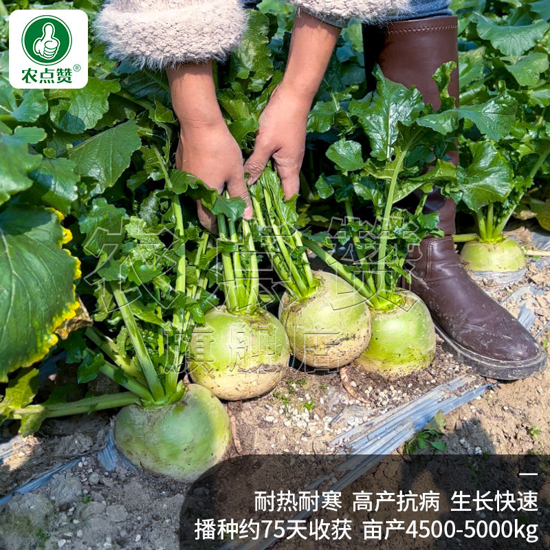 秋季心里美萝卜种籽穿心红紫心萝卜菜种籽青皮红心大萝卜种子孑_虎窝淘