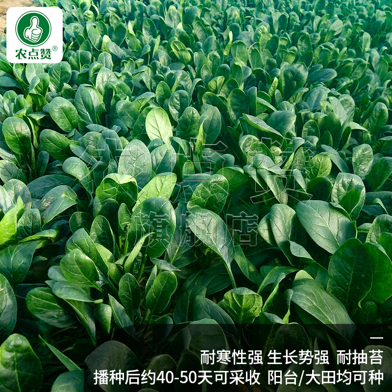 秋冬耐寒菠菜种子冬墨大叶菠菜种籽老品种红根菠菜籽秋冬蔬菜种孑
