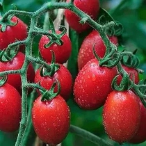Xinjiang specialite sacred female fruit dry 408 * 2 gr independent packaging small tomato fruit dried sour sweet fruit office snacks