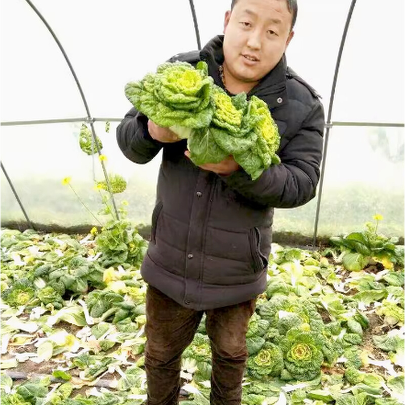 黄心白菜菜种子黄心乌籽种冬季黄心乌菜种乌塌菜白菜种籽四季春季-图1