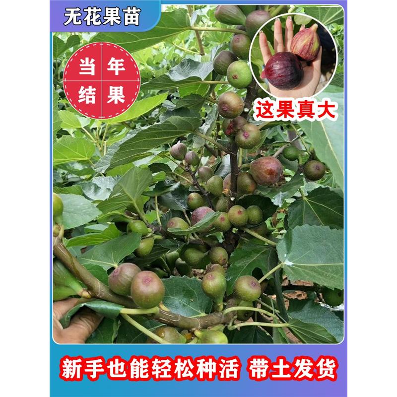 格莱斯水蜜桃无花果树苗大果红心无花果苗南北方盆栽地栽当年结果 - 图2