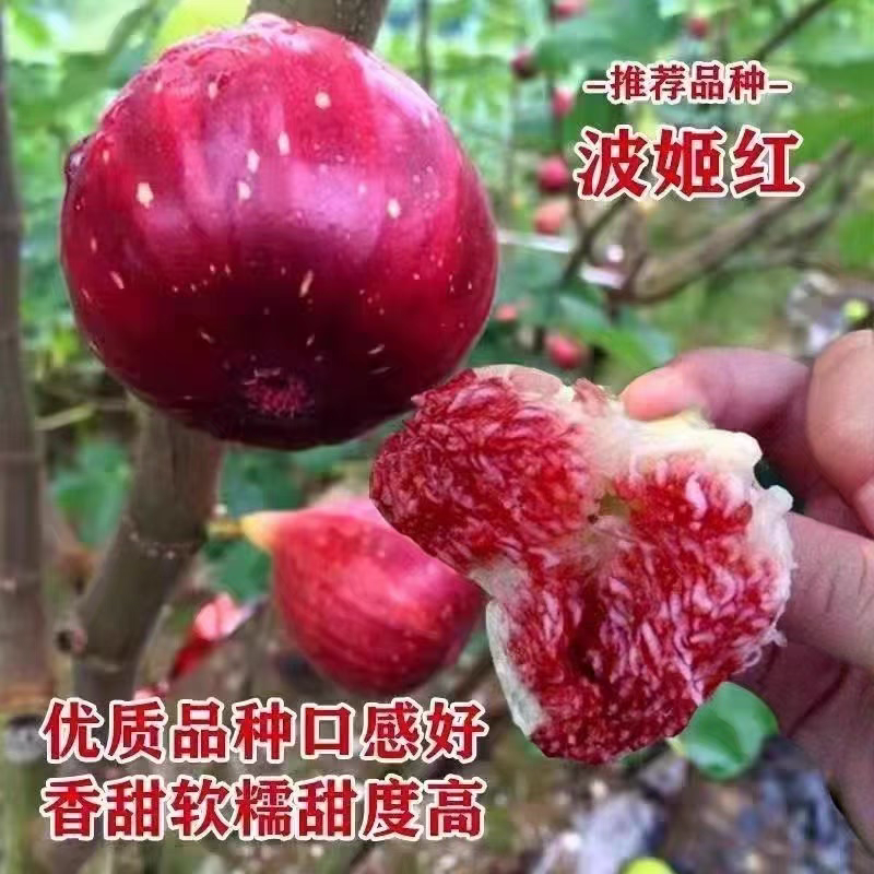 无花果树苗 日本紫果 红心青皮无花果盆栽 南方北方种植 当年结果 - 图0