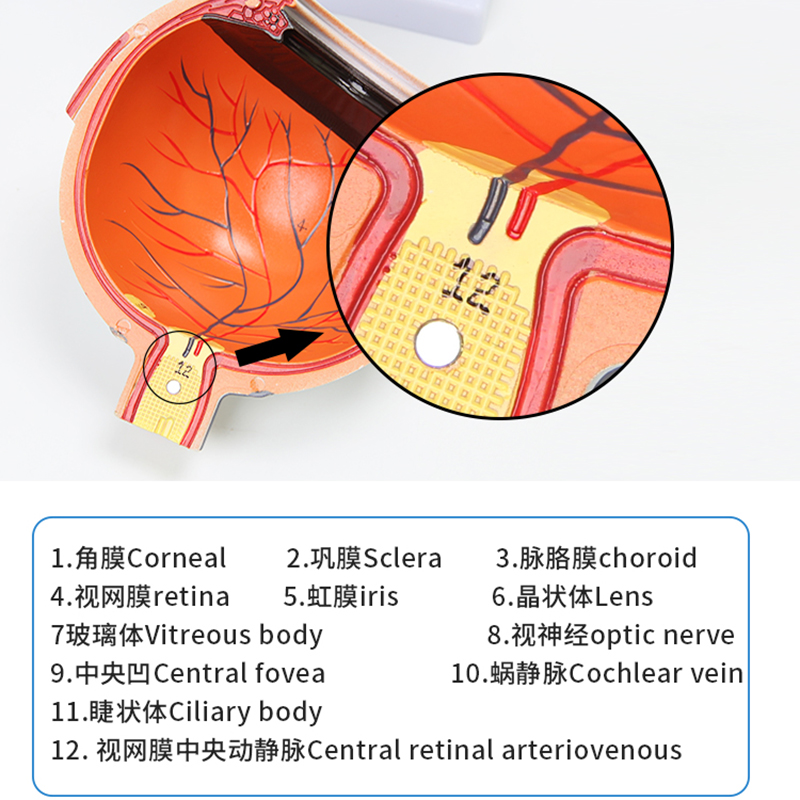 人体眼球仿真模型6倍放大眼睛结构造解剖眼模R型教学仪器珠具医学 - 图2