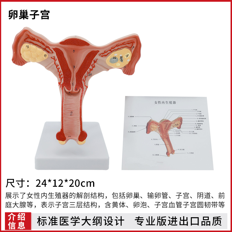 人体女性生殖子宫解剖病理模型 阴道卵巢教学模型 妇科生殖科教具 - 图1