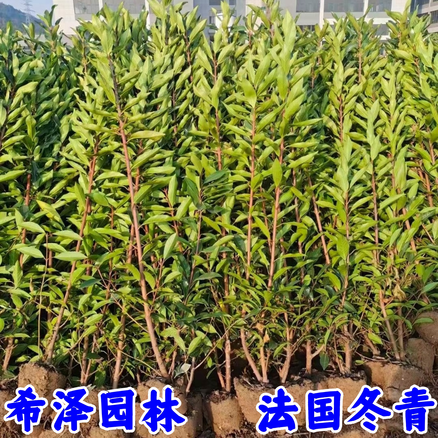 法国冬青树苗别墅庭院耐寒四季常青绿化篱笆墙风景植物北海道黄杨 - 图3