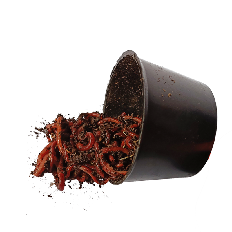 皇藏红蚯蚓太平二号盒装中大号渔具鲜活饵料鱼饵垂钓野钓鲤鱼活体,淘宝优惠券,粉丝福利购,淘宝优惠卷