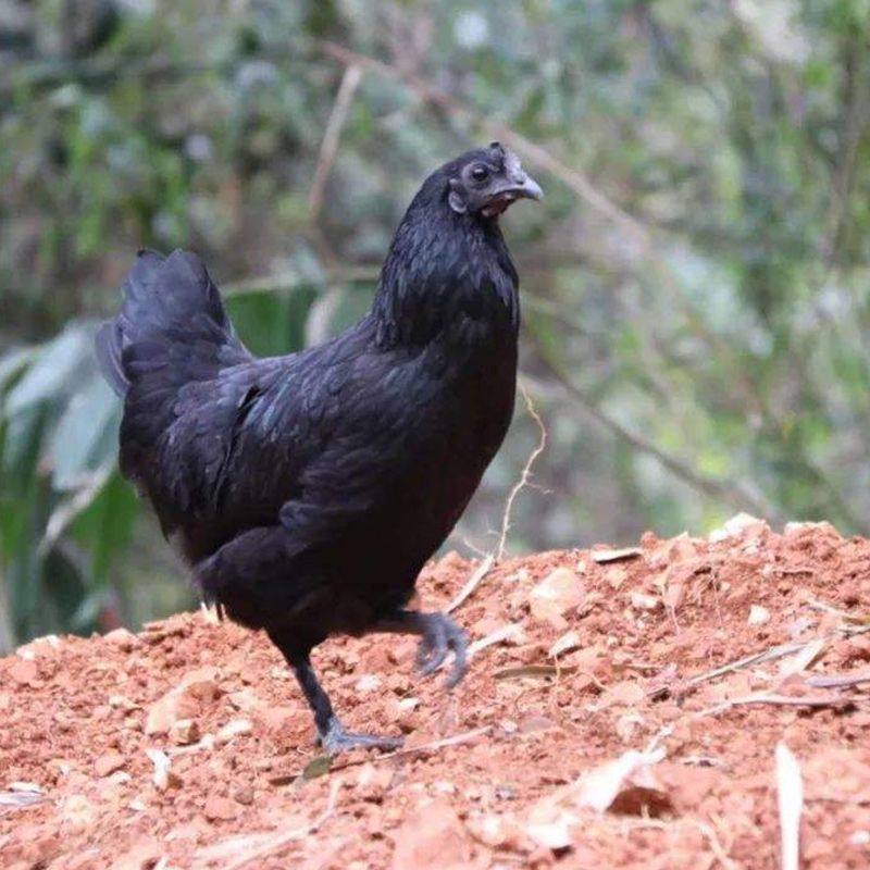 五黑鸡种蛋受精蛋绿壳种蛋可以孵化小鸡的蛋包受精率量大优宠物鸡,淘宝优惠券,粉丝福利购,淘宝优惠卷