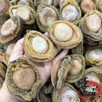 South African Balfish Dry Balfish Dry Cargo Extra Large 2 Head 5 Head 6 Head 8 Head 500 gr Qingbao Bau Fish Hotel Supply