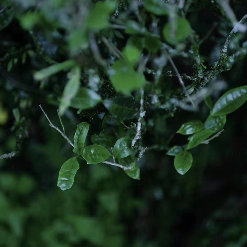 妃子笑红茶荔枝香花蜜甜桐木关正山小种高山茶叶特级罐装50g-图2