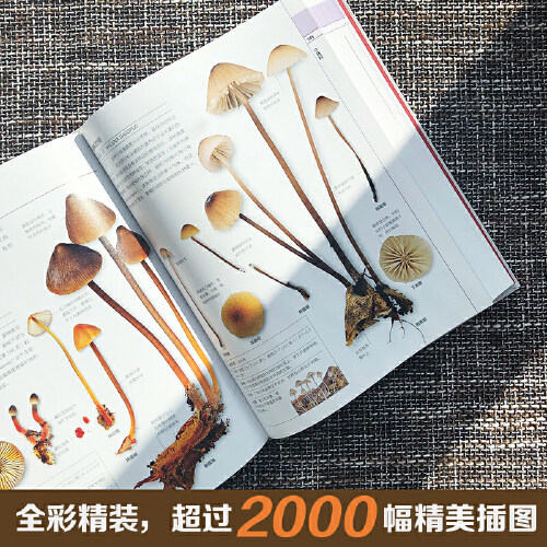 【现货正版】DK蘑菇大百科 托马斯莱瑟斯 精装插图 系统介绍450多种野生蘑菇 青少年科普百科课外读物正版书籍 湖南科技出版社