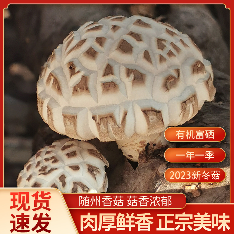 菇稀源富硒香菇250g*2包随州特产干货大冬菇珍珠菇当季冬菇 - 图0