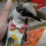 Сюанфенг попугай моча без влажных брюк мочи Пион Попуга