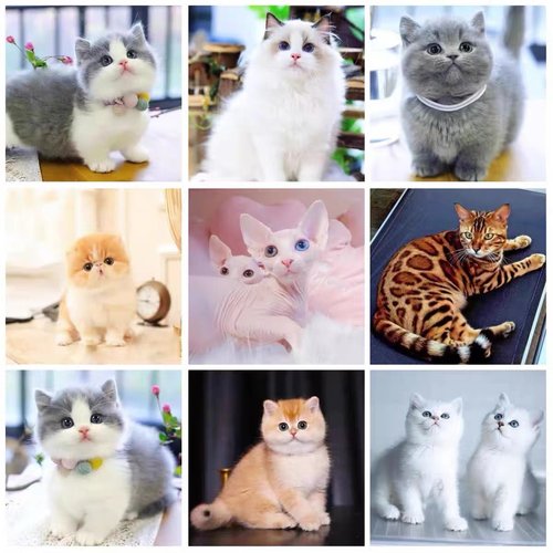 英短蓝猫幼猫活体纯种蓝白猫美短银渐层加菲猫金吉拉布偶活物 - 图3