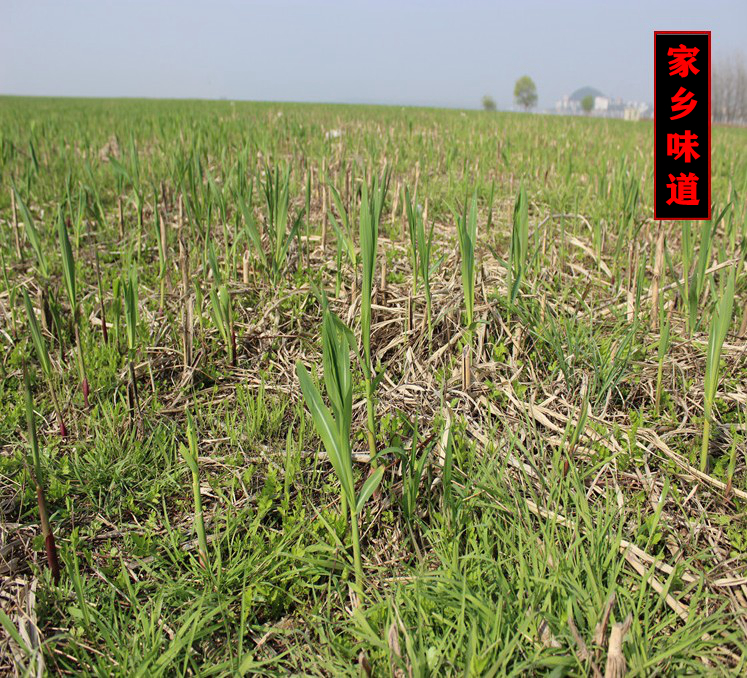 湖北特产石首华容监利新鲜蔬菜柴笋子芦苇笋野菜财笋荻笋火锅食材 - 图2