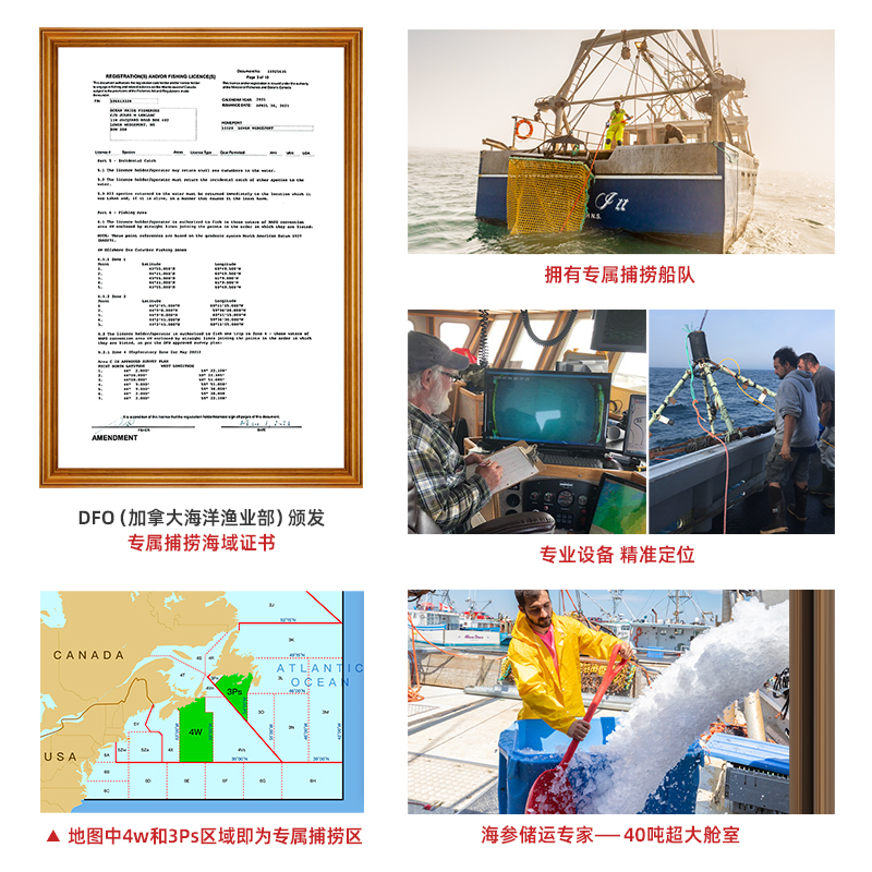 天猫国际进口超市【直营】OPF加拿大野生红极参340g北大西洋淡干深海参非刺参辽参1