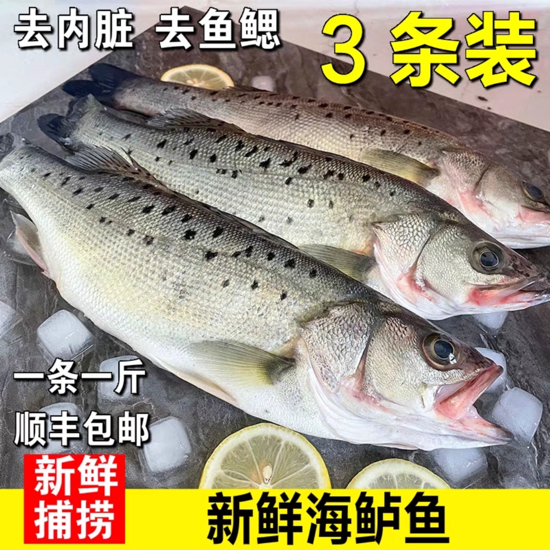 海鲈鱼5斤新鲜冷冻鲜活深海鱼七星鱼海鱼卢鱼水产烤鱼套餐礼盒 - 图0