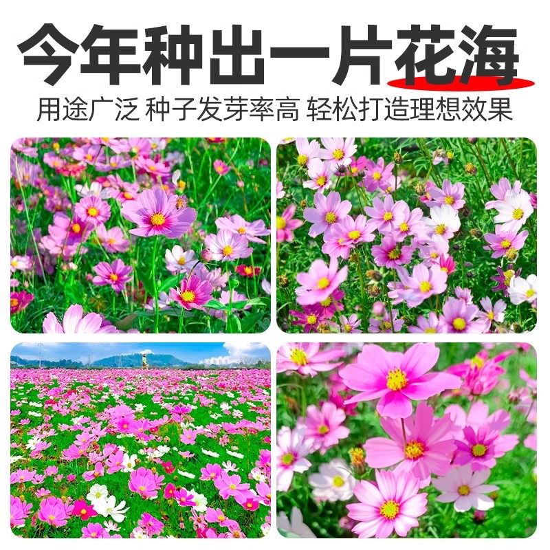 波斯菊花种子格桑花种籽子七彩四季播种开花易活庭院室外花籽种孑,淘宝优惠券,粉丝福利购,淘宝优惠卷
