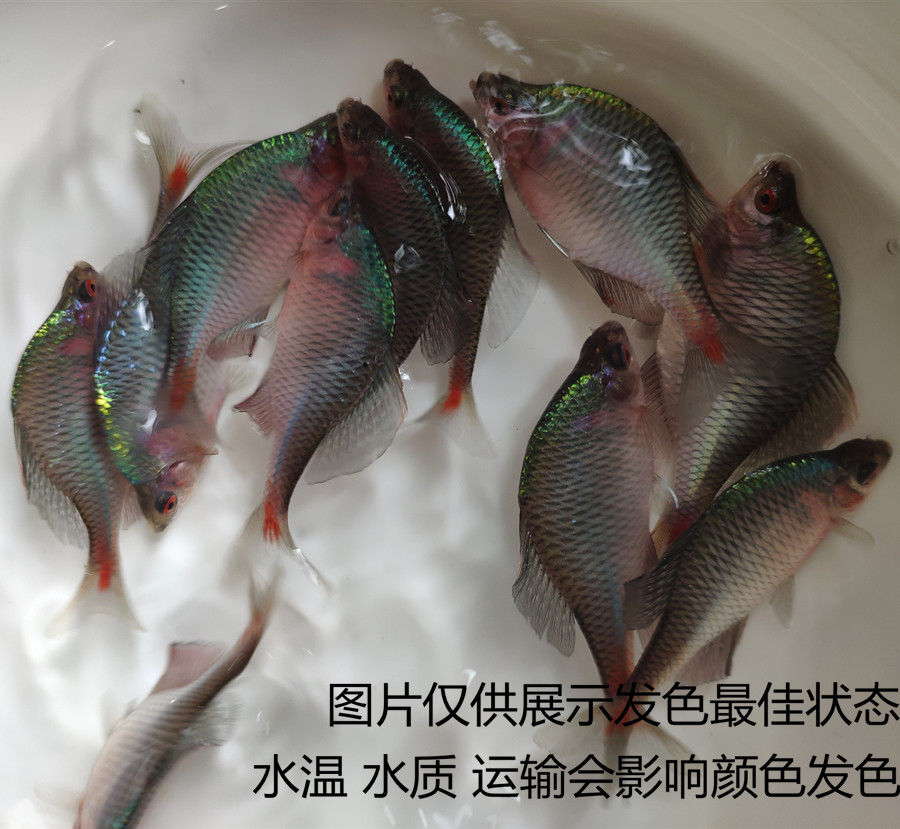 鳑鲏鱼观赏鱼冷水鱼原生鱼七彩旁皮鱼高体旁皮活体小型淡水鱼好养 - 图1