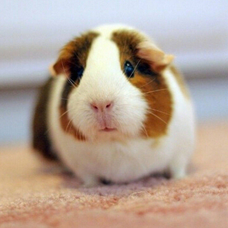 自家繁殖宠物荷兰猪活体荷兰鼠活体豚鼠活物宝宝天竺鼠健康包活,淘宝优惠券,粉丝福利购,淘宝优惠卷