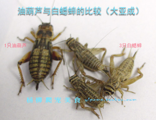 蛐蛐 白蟋蟀油葫芦蟋蟀活体饲料活物 多规格蜥蜴守宫龙鱼饲料包邮 - 图2