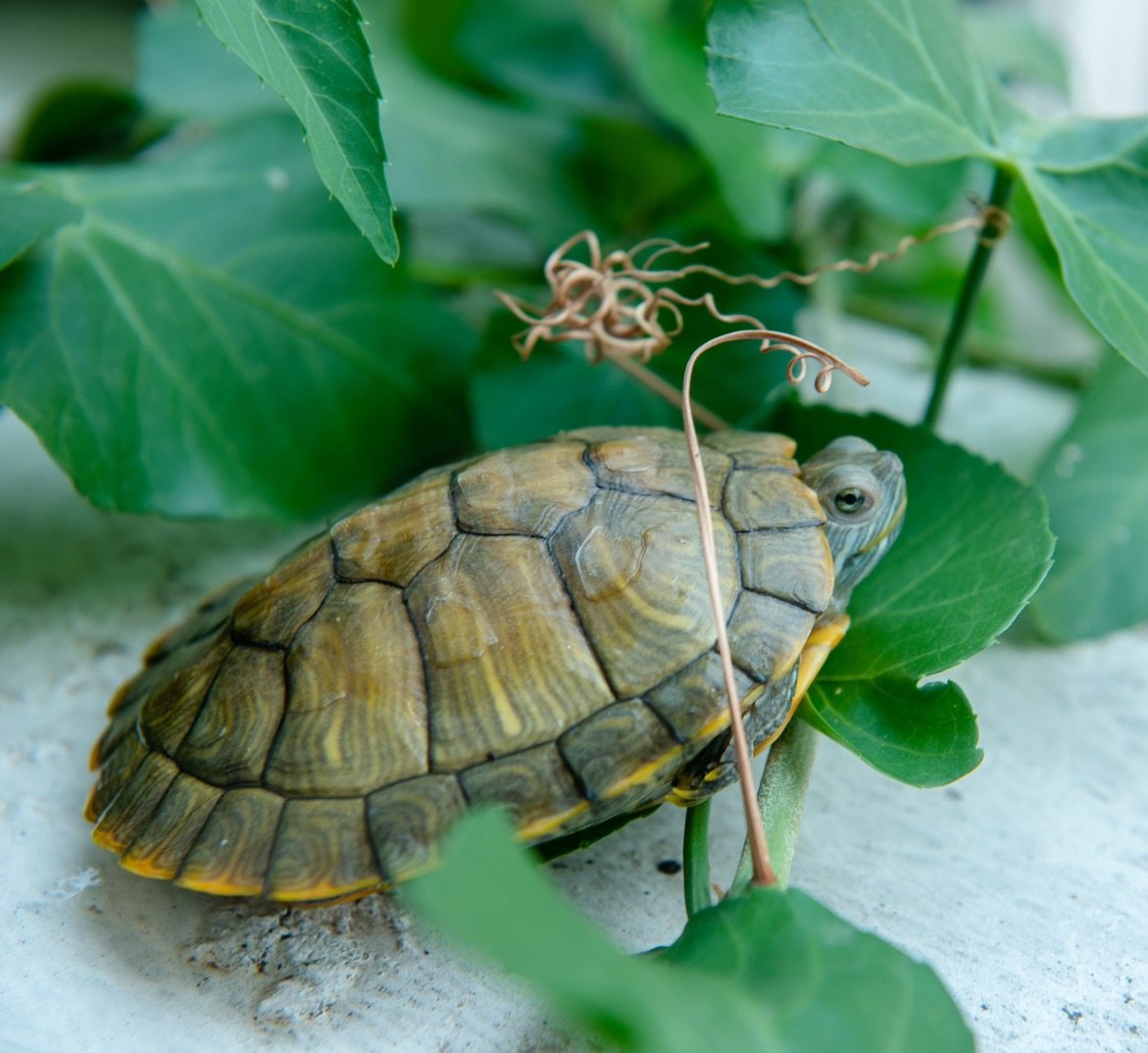 乌龟活物大巴种龟稀有观赏宠物龟苗黄金龟活体彩龟巴西龟,淘宝优惠券,粉丝福利购,淘宝优惠卷