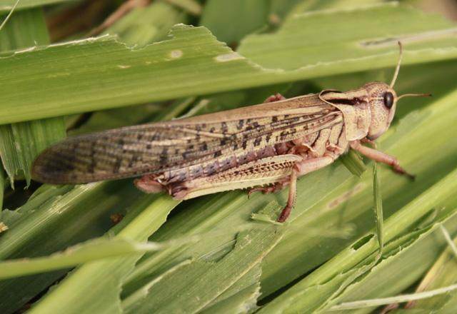 活体蚂蚱活虫蝗虫蚱蜢画眉鸟爬虫龟宠物蜂饲料鸟活食新鲜食物飞蝗,淘宝优惠券,粉丝福利购,淘宝优惠卷