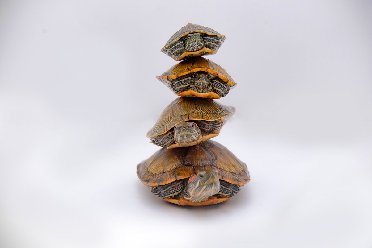 乌龟活物大巴种龟稀有观赏宠物龟苗黄金龟活体彩龟巴西龟,淘宝优惠券,粉丝福利购,淘宝优惠卷