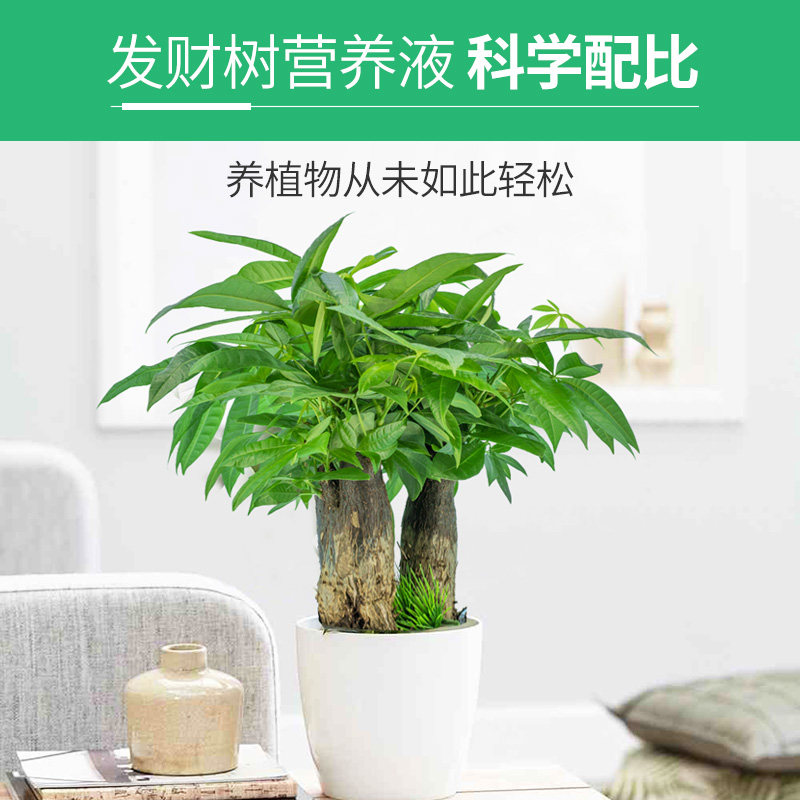 悠利发财树肥料专用肥家庭园艺浓缩植物营养液水培通用型黄叶烂根,淘宝优惠券,粉丝福利购,淘宝优惠卷