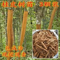 Gui Peel Sapling Edible Large Stock Miao Peel Fry South North Planting Fennel Anise Saplings For The Year To Take Off Saplings