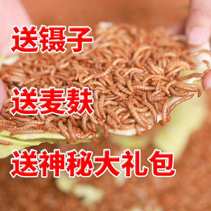 面包虫子活体黄粉虫鲜活大麦虫鹦鹉八哥乌龟小鸟食活的饲料钓鱼-图1